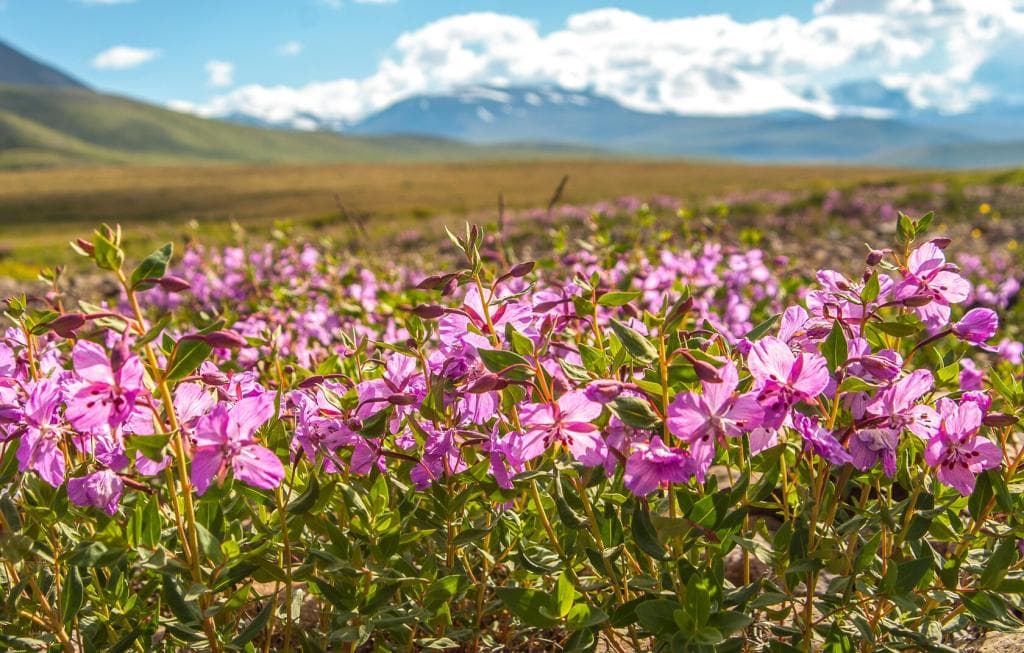 «Укок - место силы» - фото 7