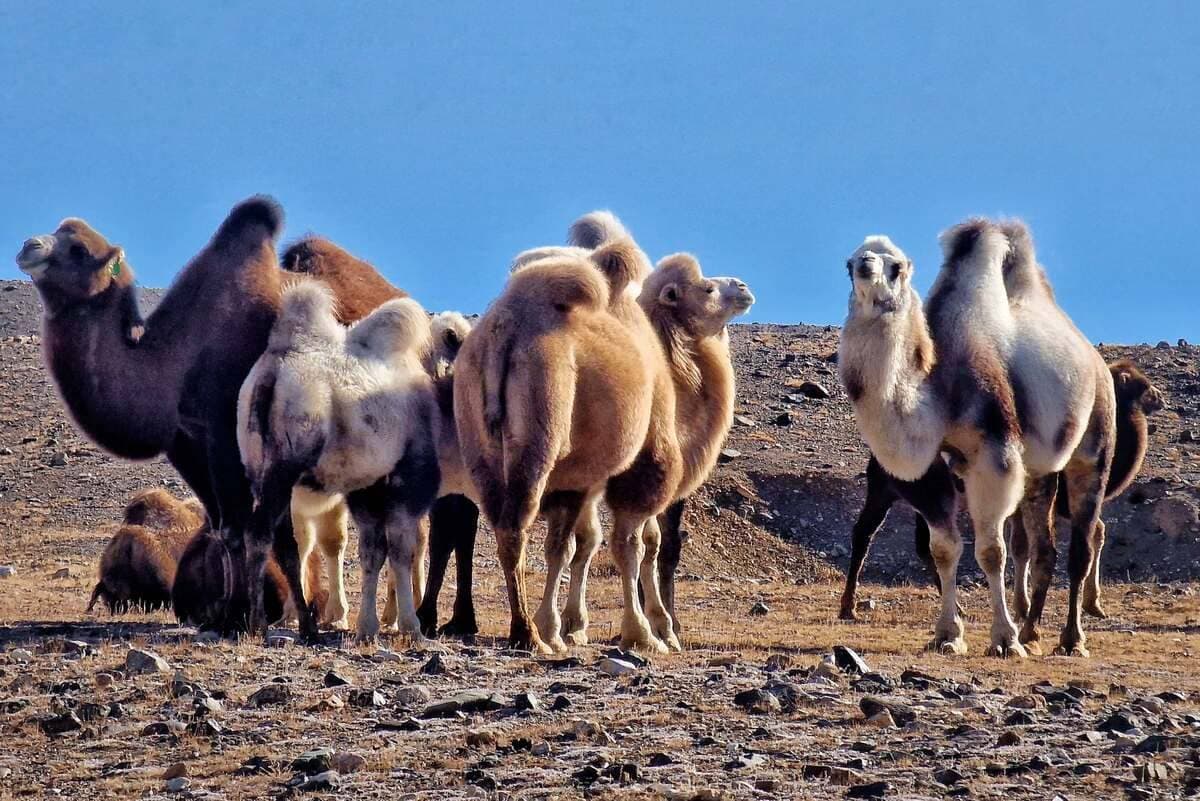 Автомобильный тур «Алтай — уникальная дорога мира» - фото 1