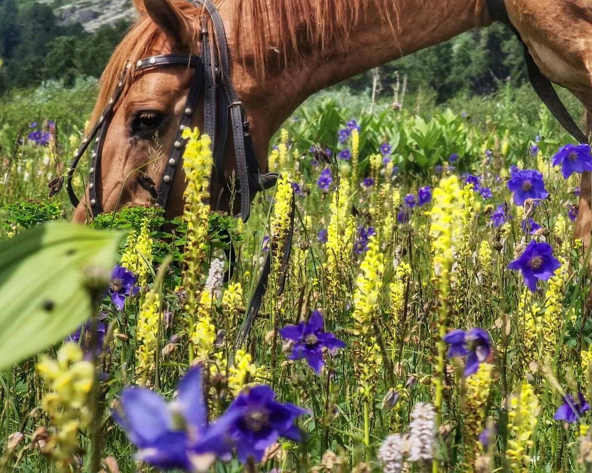«Алтай: Духи пробуждаются» aвторский конный тур - фото 9