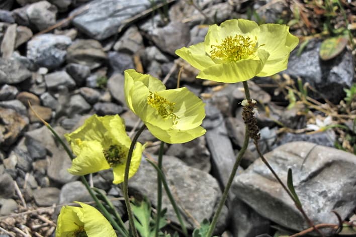 Конный тур «Шавлинские озера — на пути в Шамбалу» - фото 6