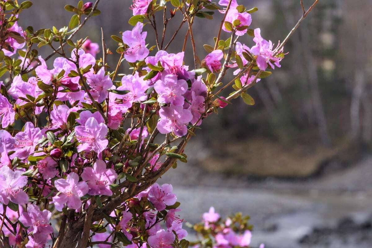 Конный тур для опытных всадников «Галопом по Алтаю» - фото 1