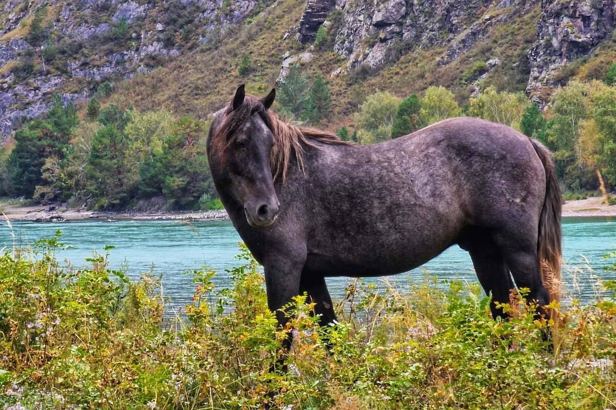 Конный тур для опытных всадников «Галопом по Алтаю» - фото 9