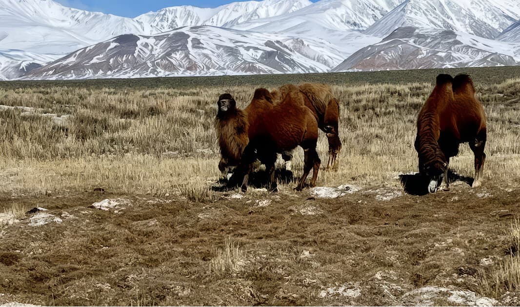 День 4. Ледяные водопады долины Чулышман - фото 3