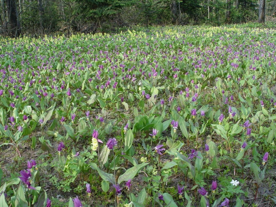 Урочище Актра - фото 131