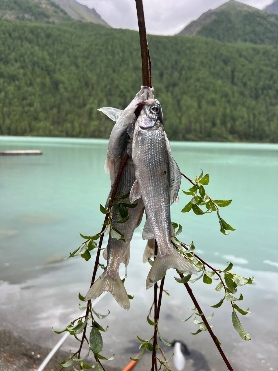 Тюнгур - фото 75