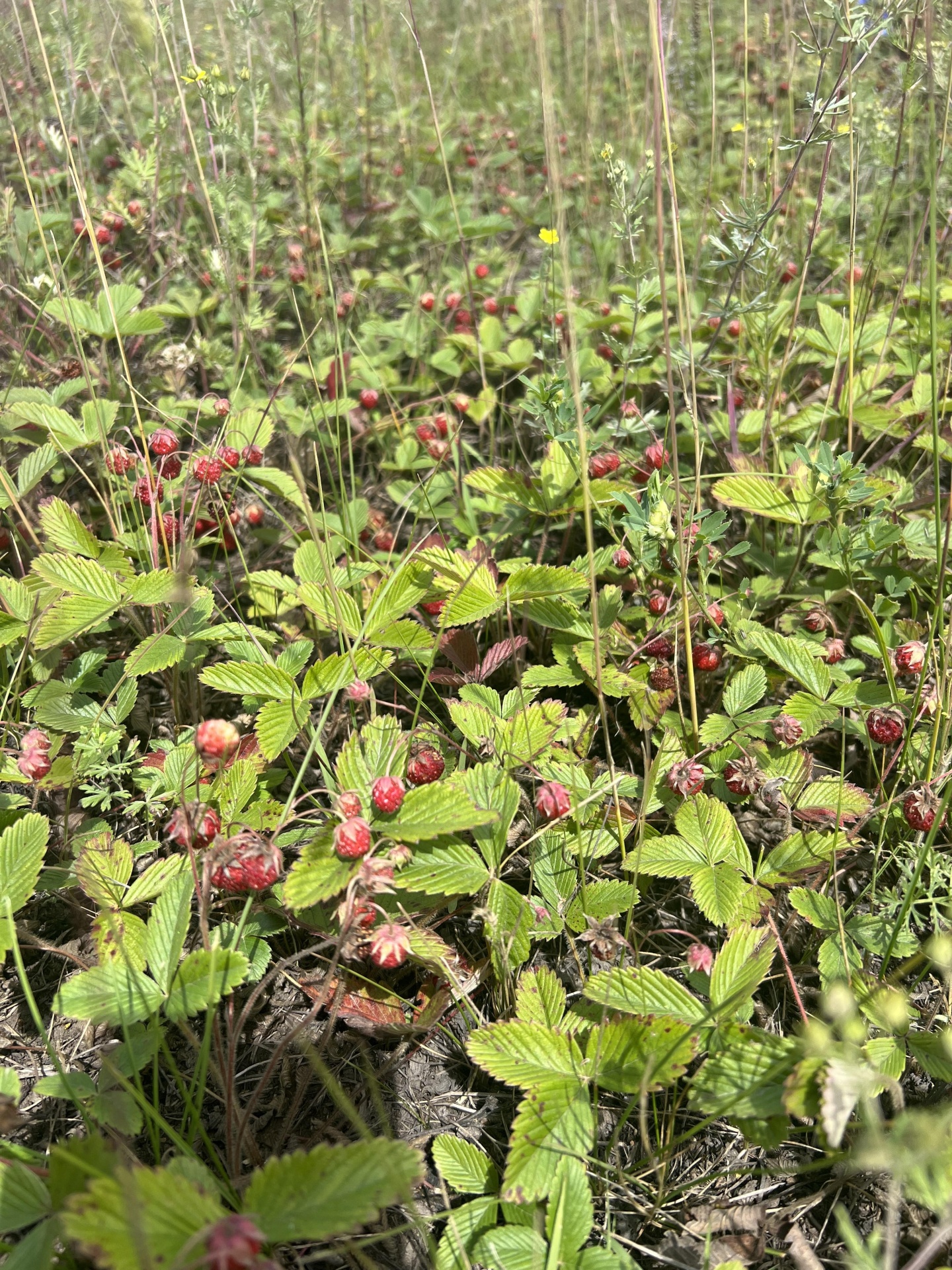 Тюнгур - фото 110