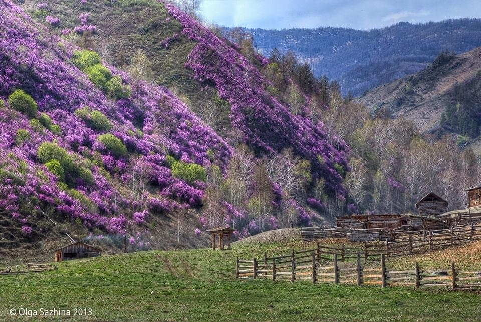 Чечек - фото 12