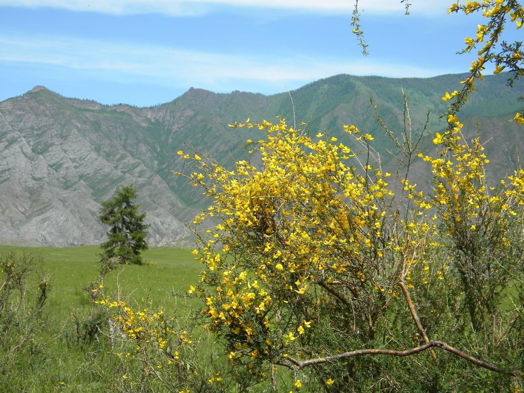 Чечек - фото 22