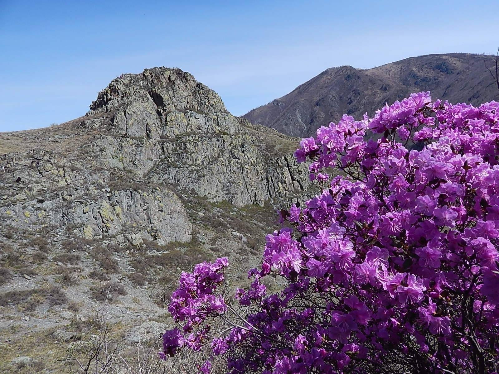 Чечек - фото 23
