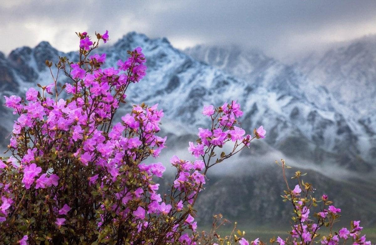 Чечек - фото 27