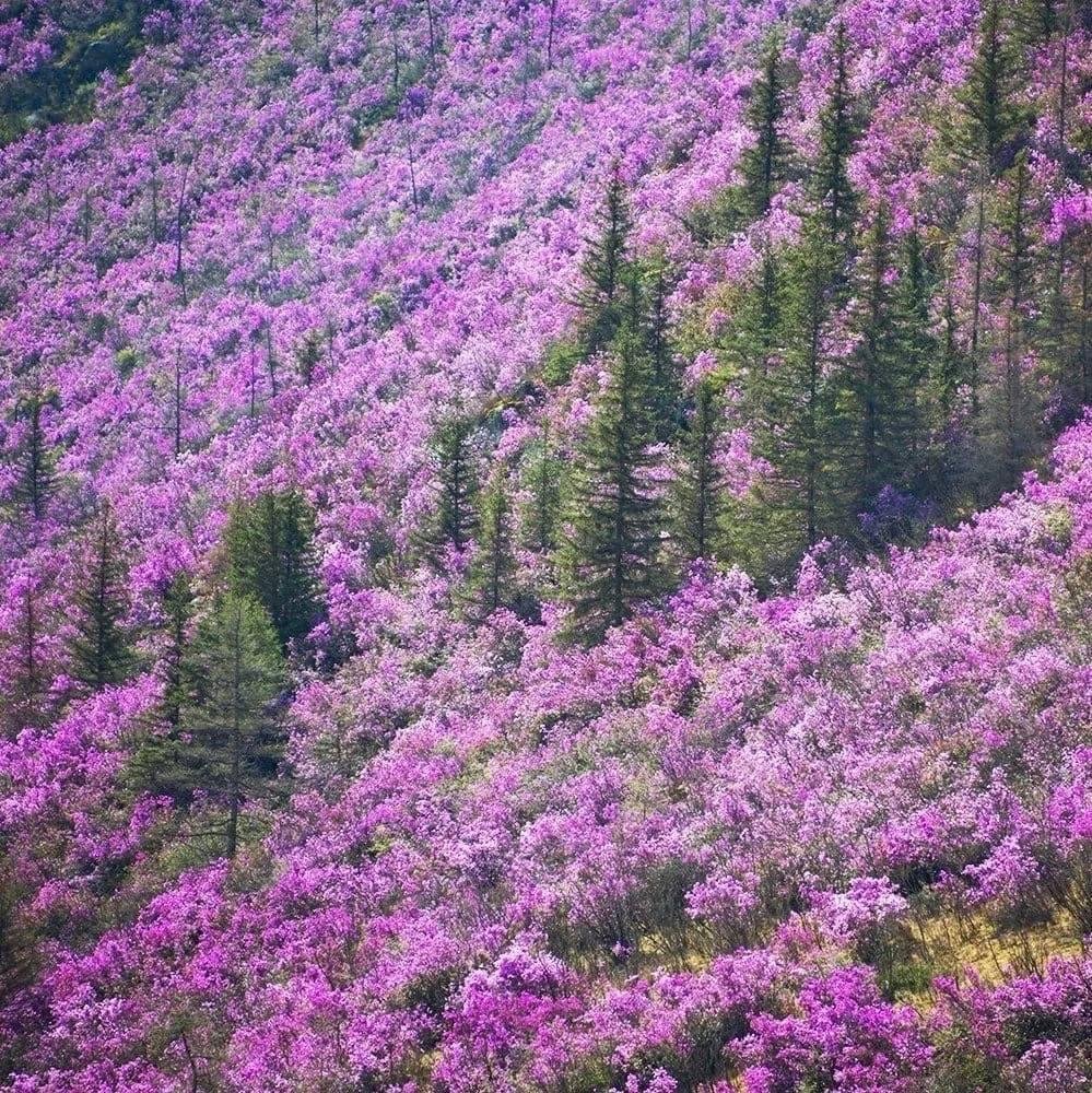 Чечек - фото 28