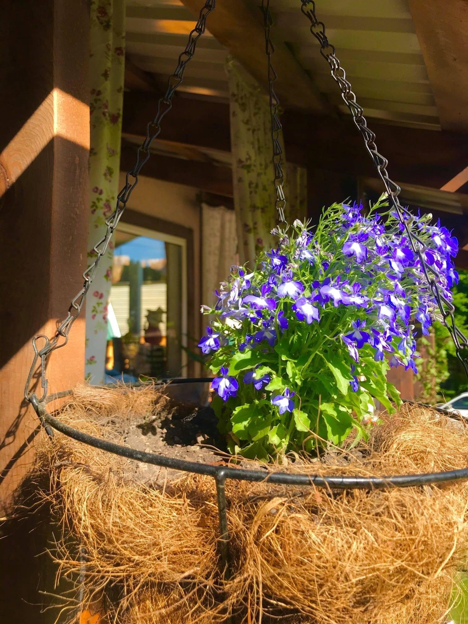 Чечек - фото 33