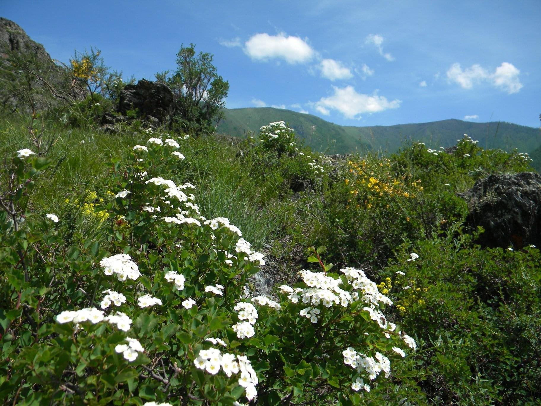 Чечек - фото 34