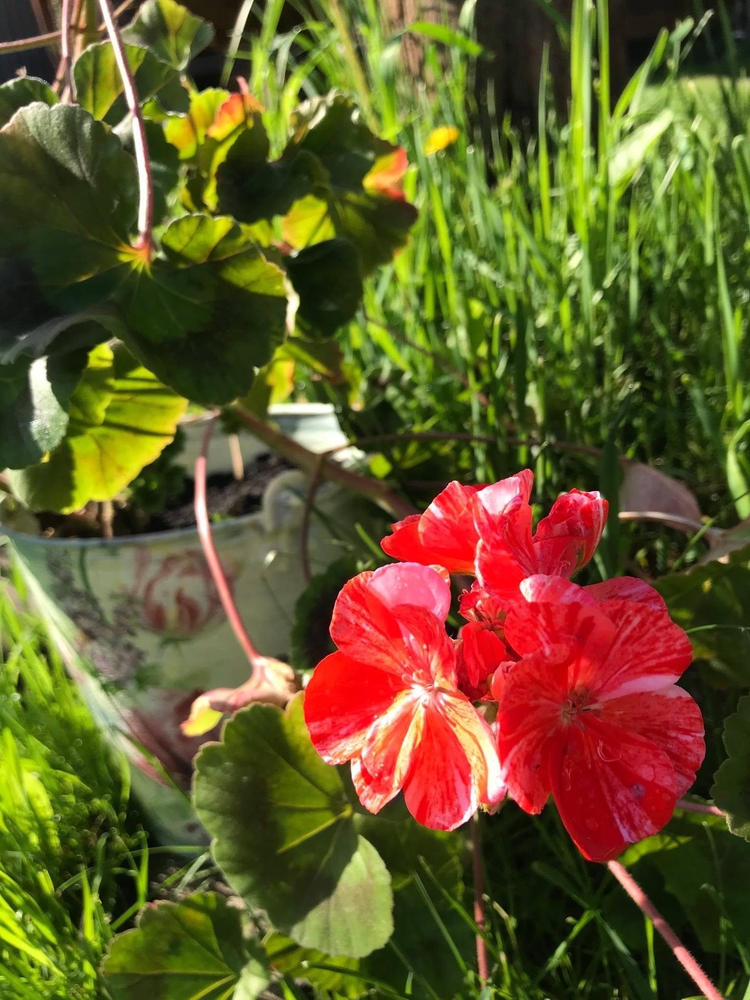 Чечек - фото 36