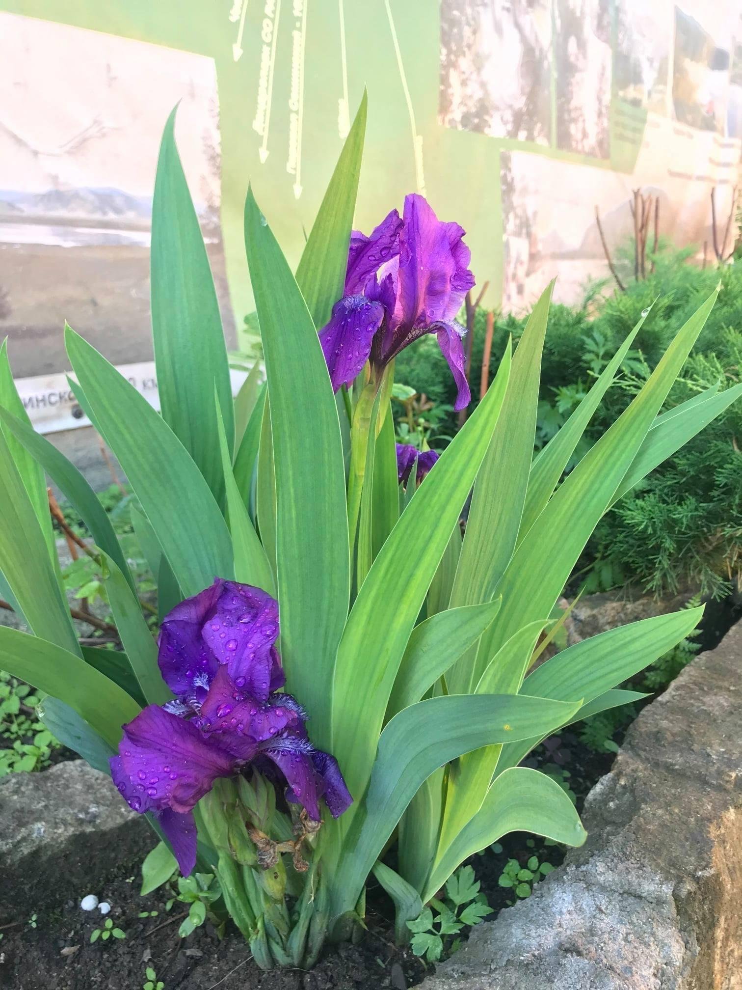 Чечек - фото 41