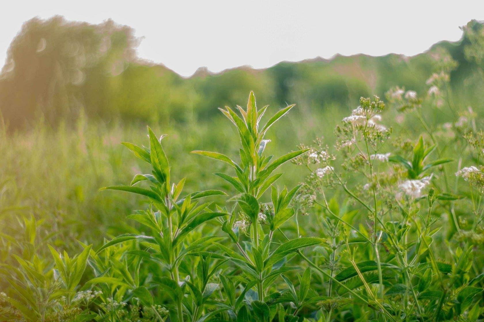 Чечек - фото 45