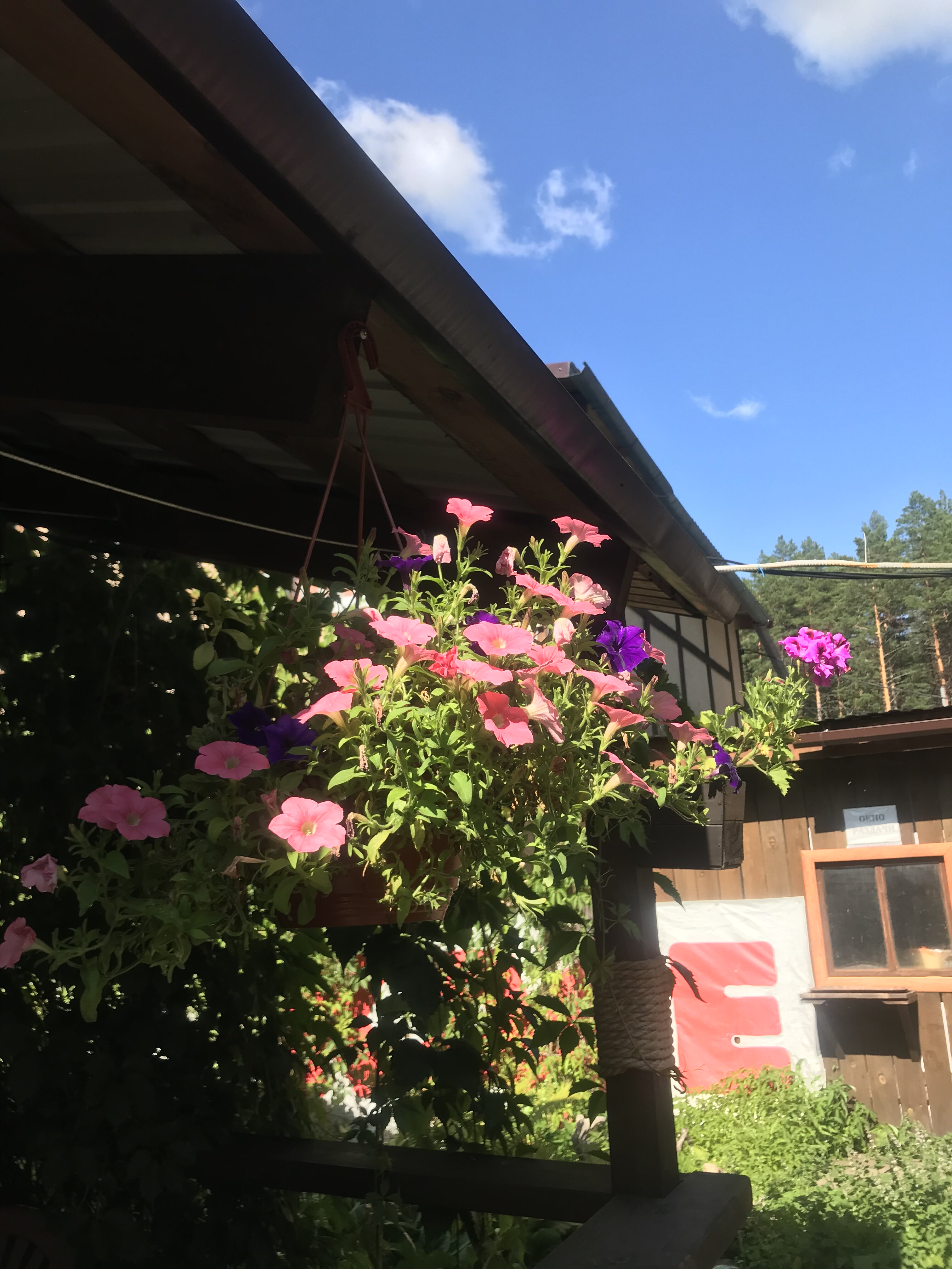 Чечек - фото 56