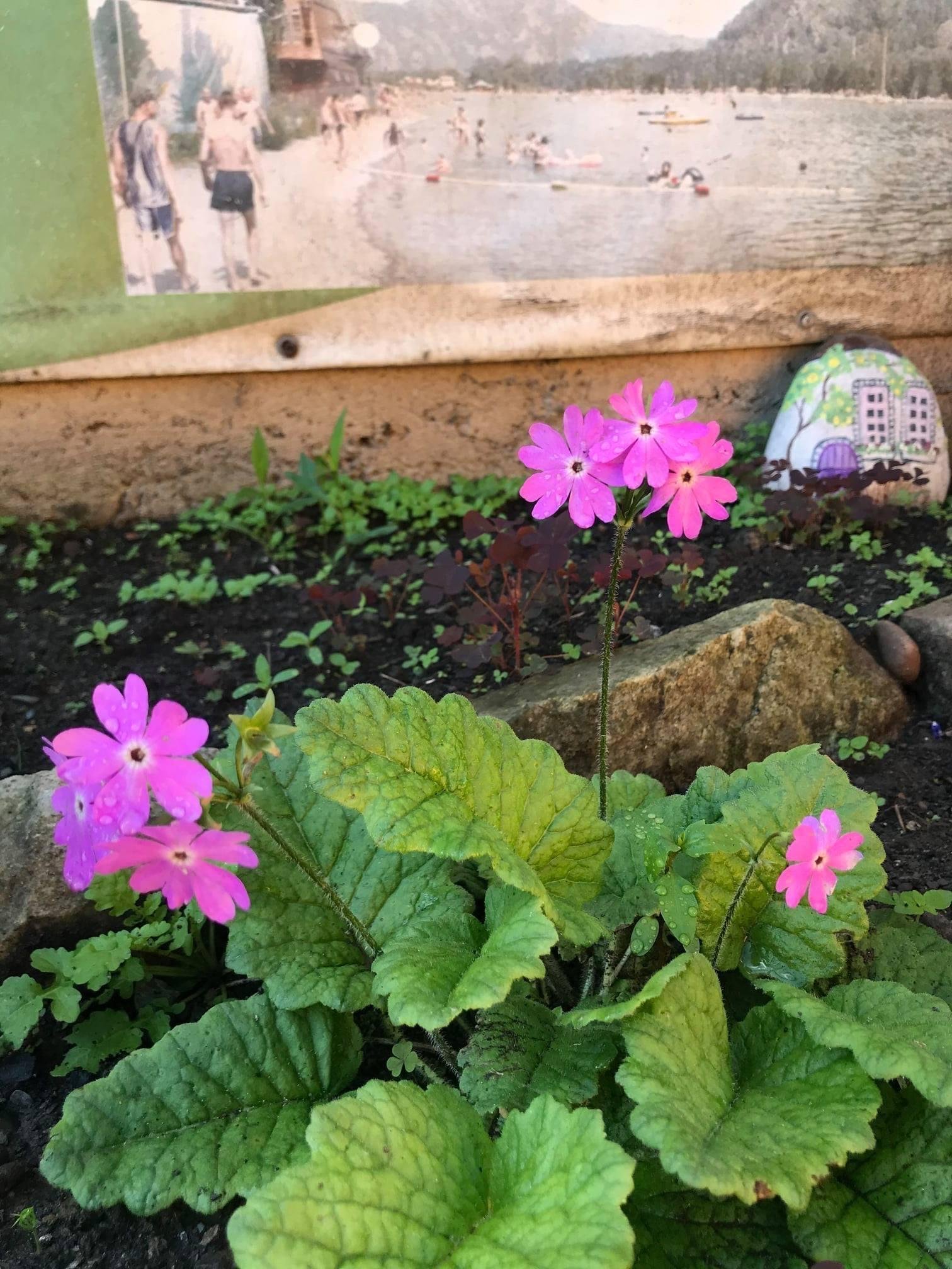 Чечек - фото 66