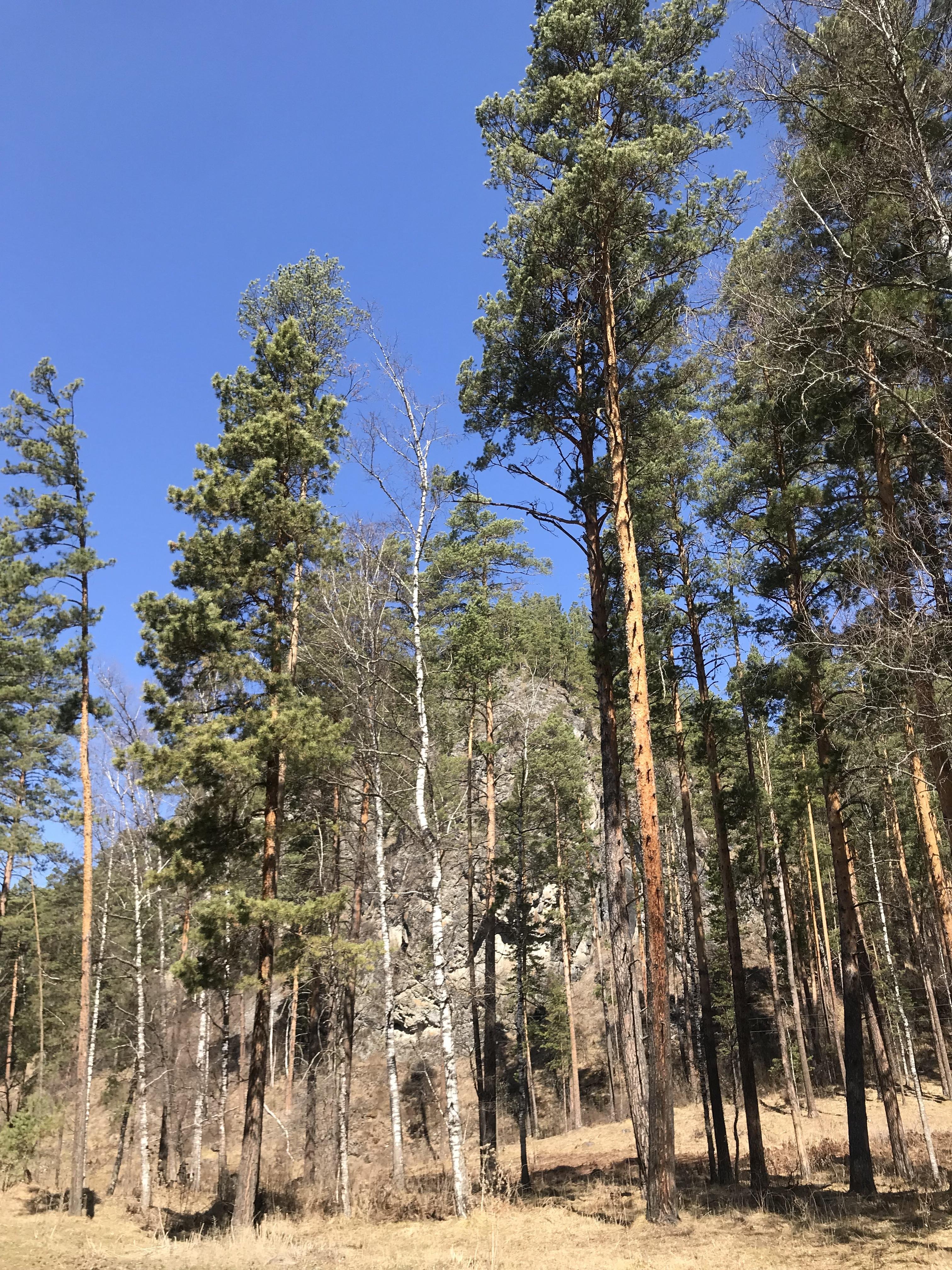 Чечек - фото 78