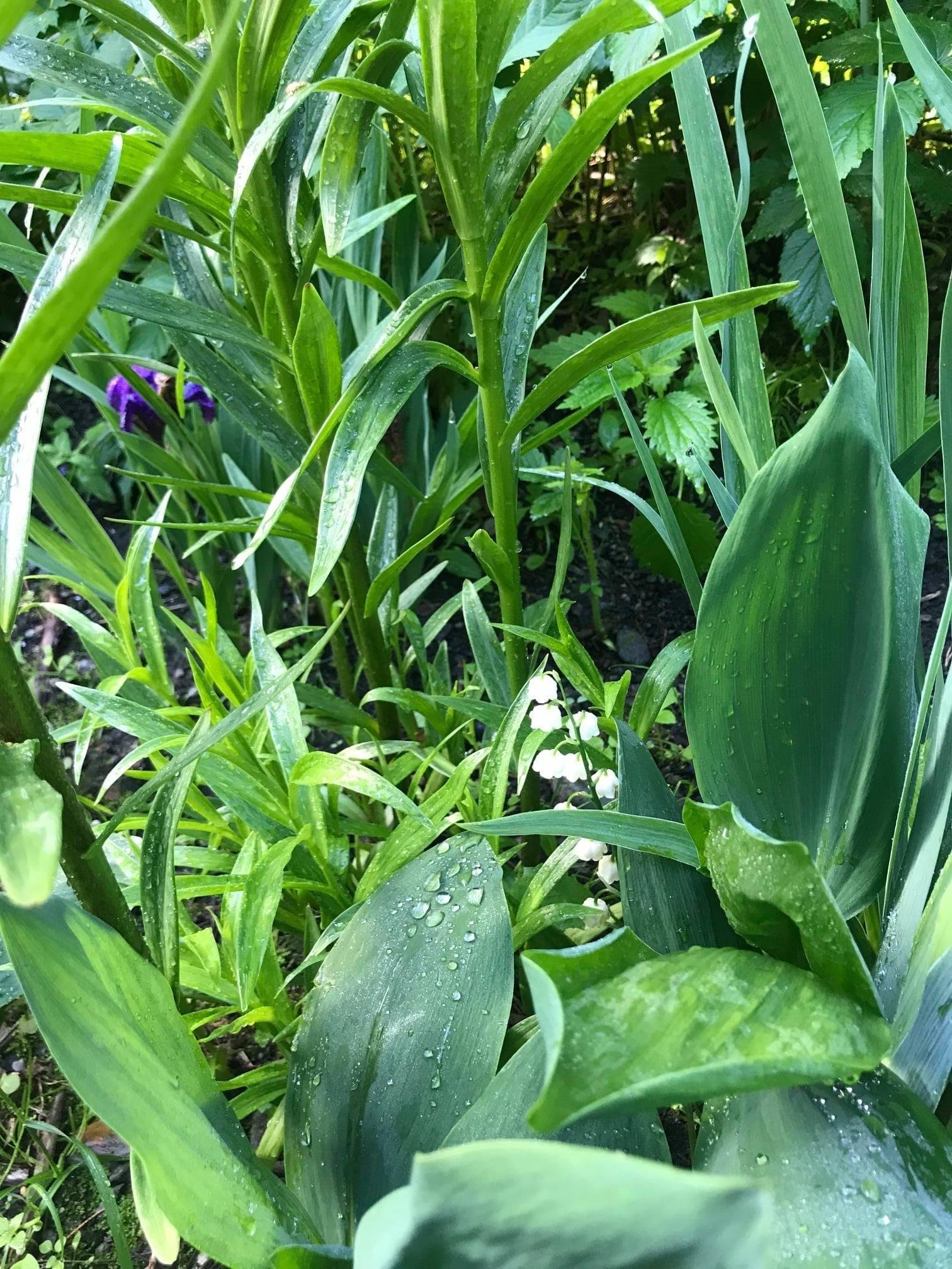 Чечек - фото 105