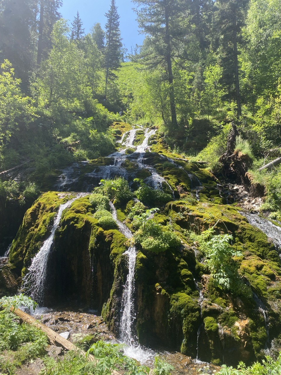 Золотой медведь - фото 9