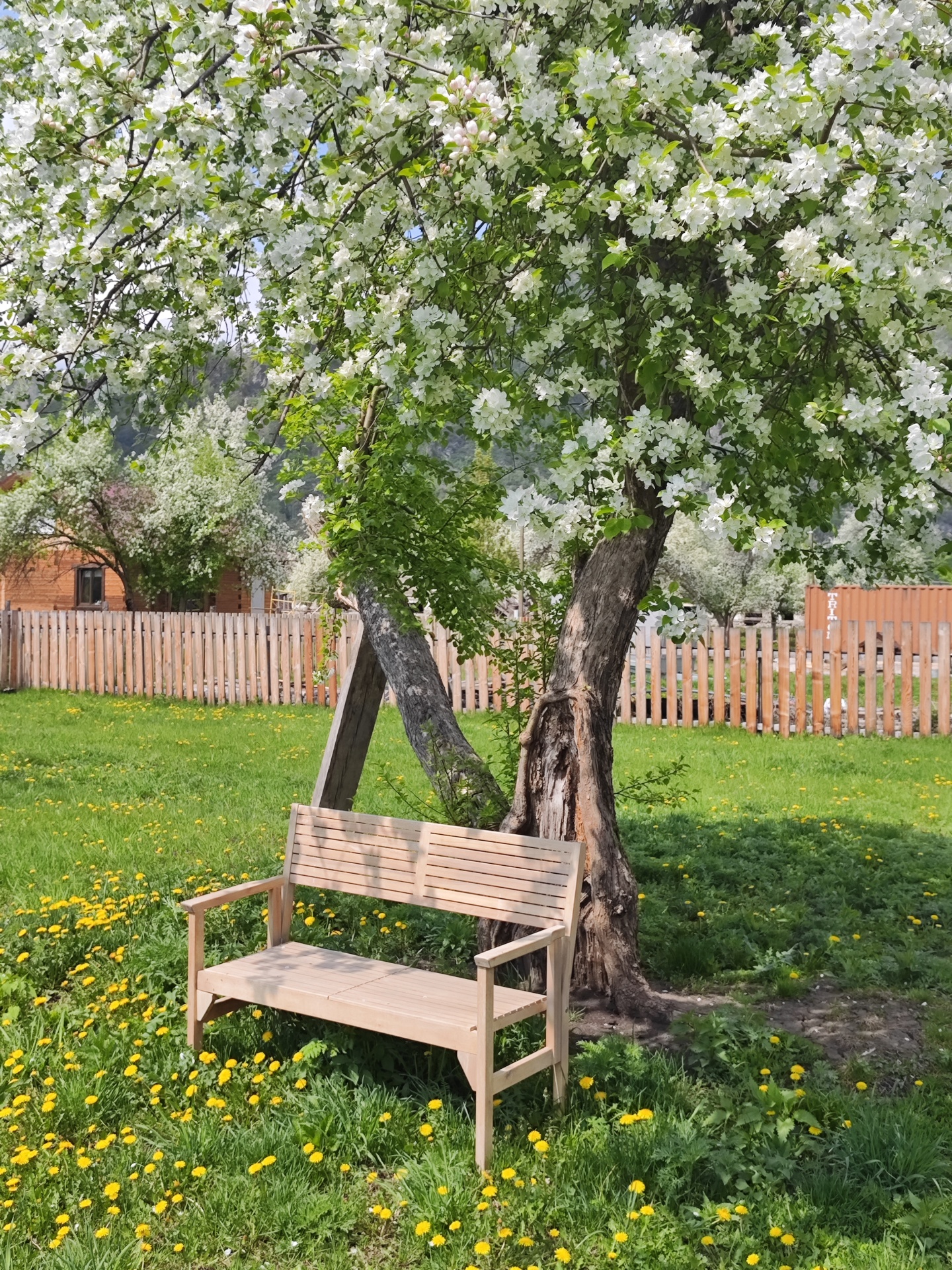 Золотой медведь - фото 17