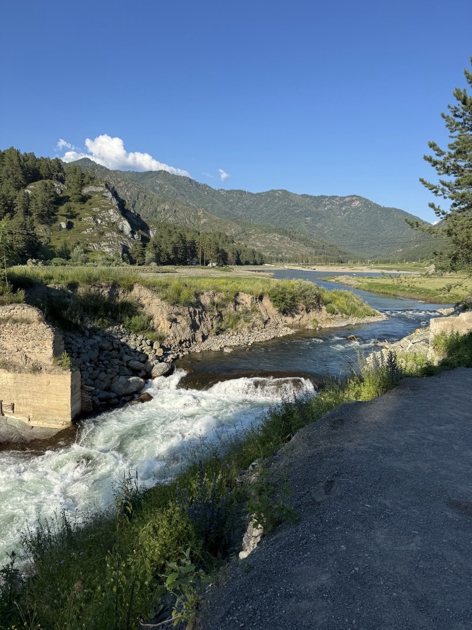 Золотой медведь - фото 19