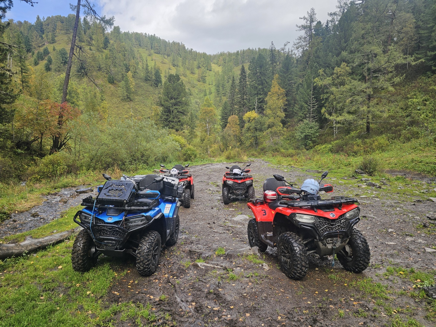 Золотой медведь - фото 41