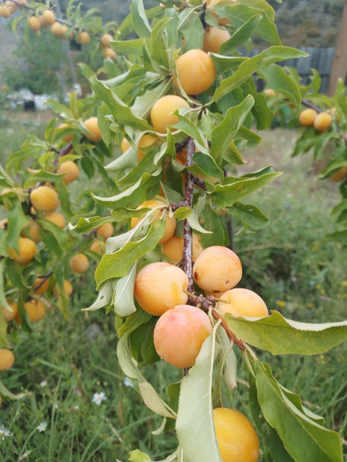 Катунские Террасы - фото 44