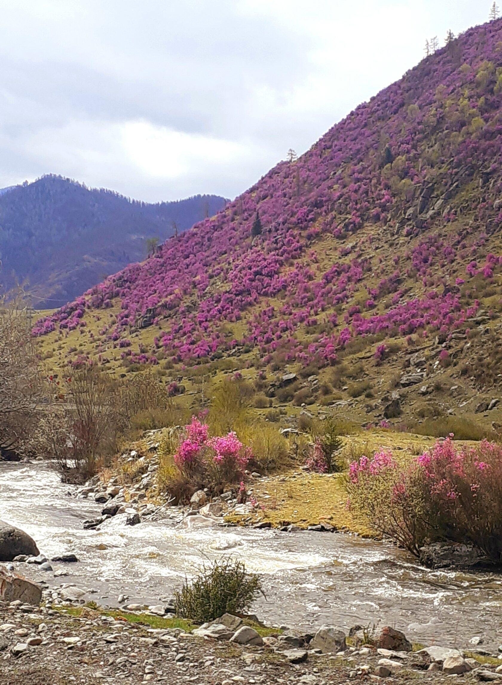 Катунские Террасы - фото 47
