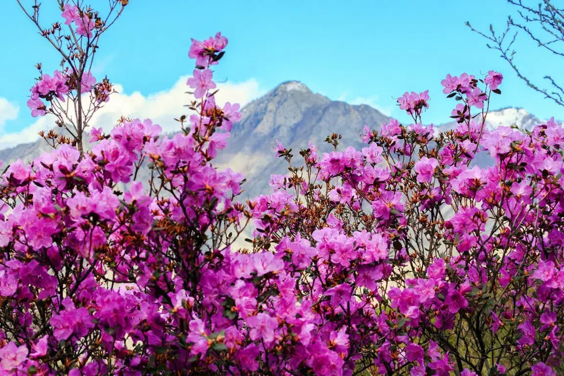 Чемалка - фото 26