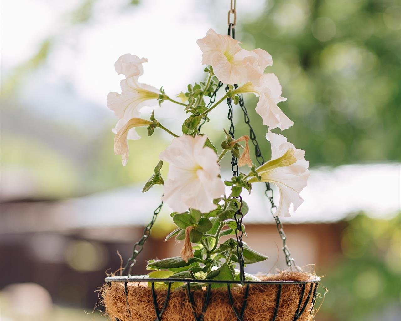 Чемалка - фото 49