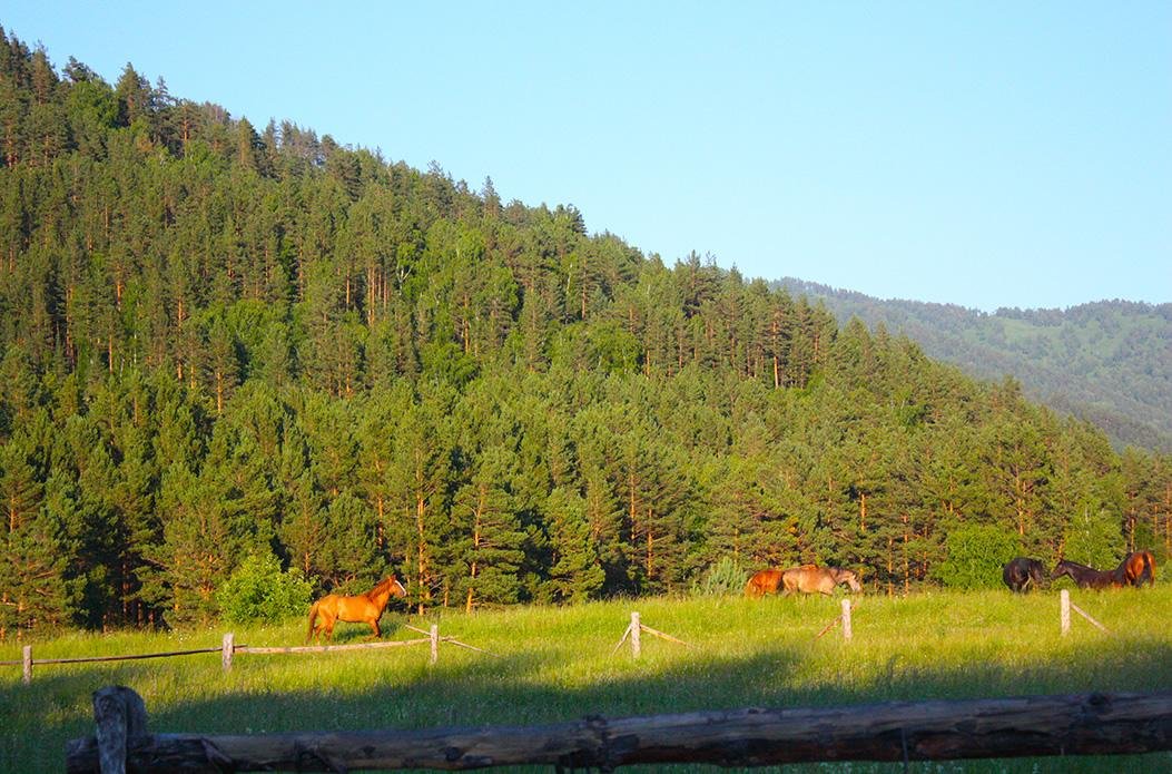 Чыгыш. Отдых на Алтае - фото 14