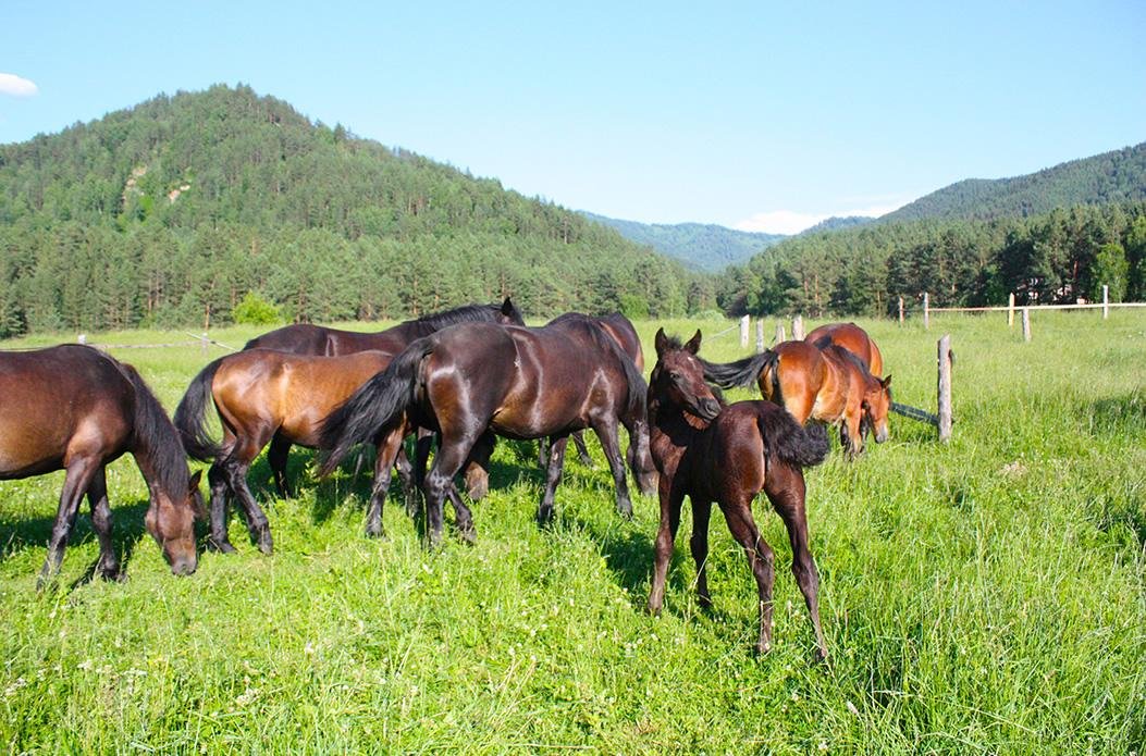 Чыгыш. Отдых на Алтае - фото 17