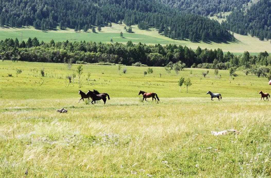 Чыгыш. Отдых на Алтае - фото 45