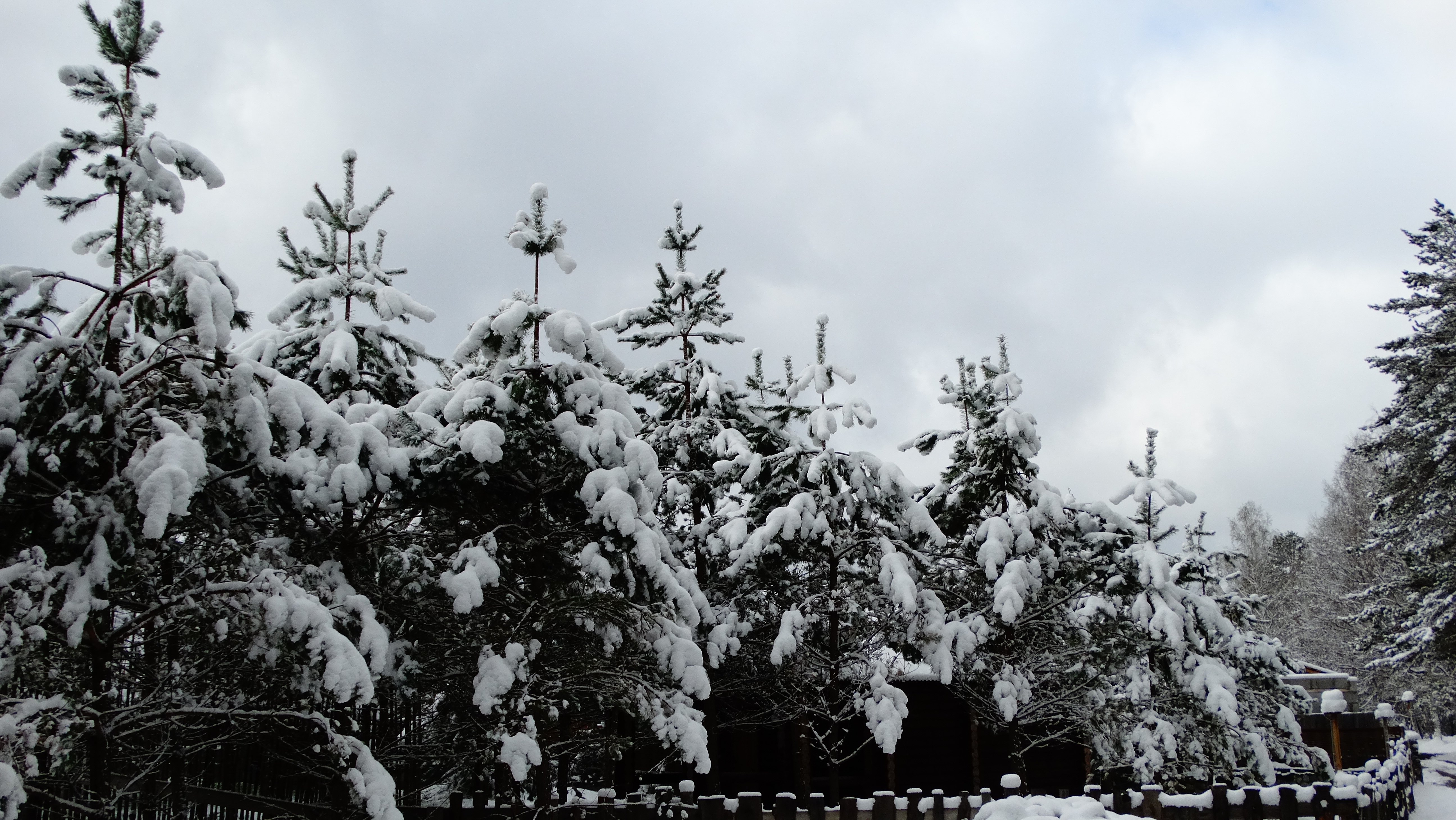 Чыгыш. Отдых на Алтае - фото 81