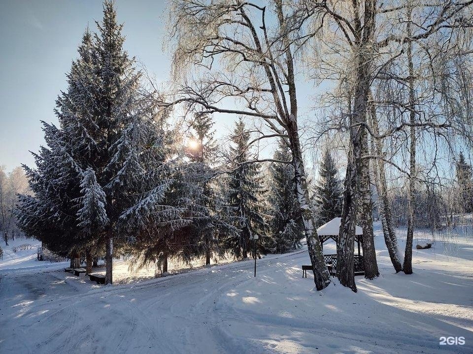 Берёзка - фото 2