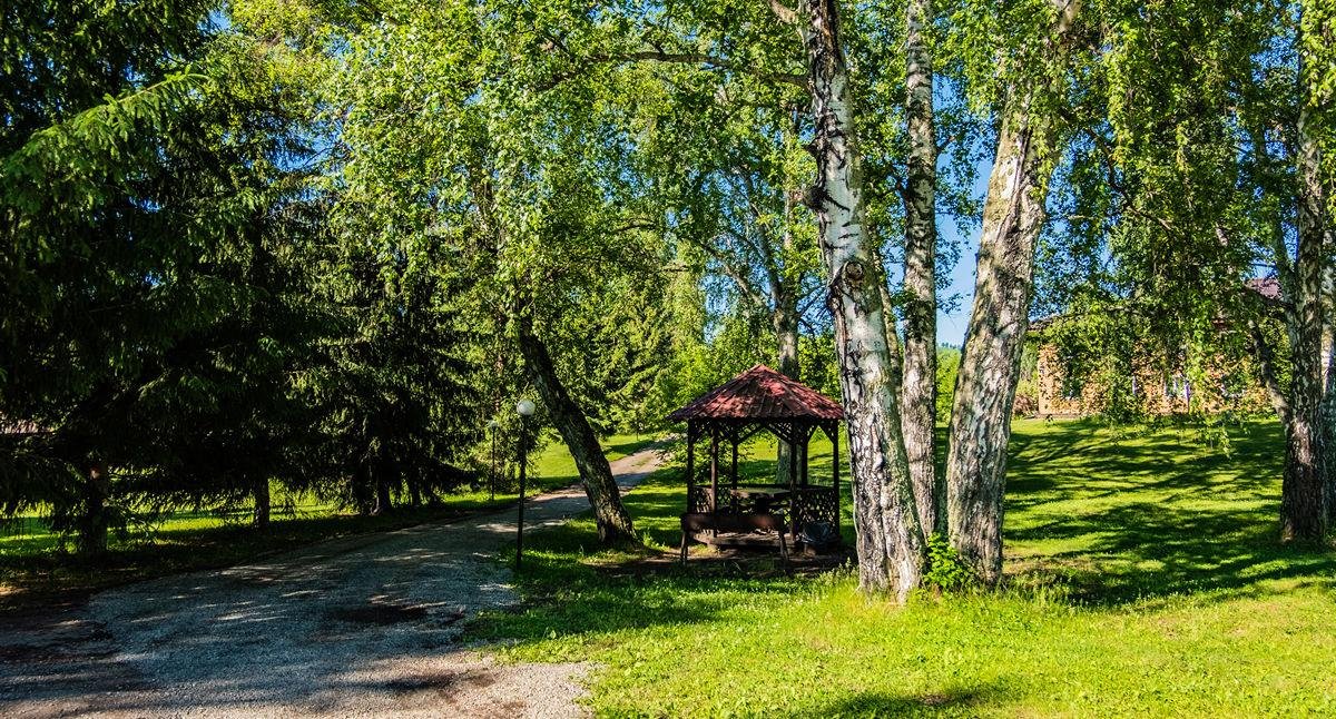 Берёзка - фото 30