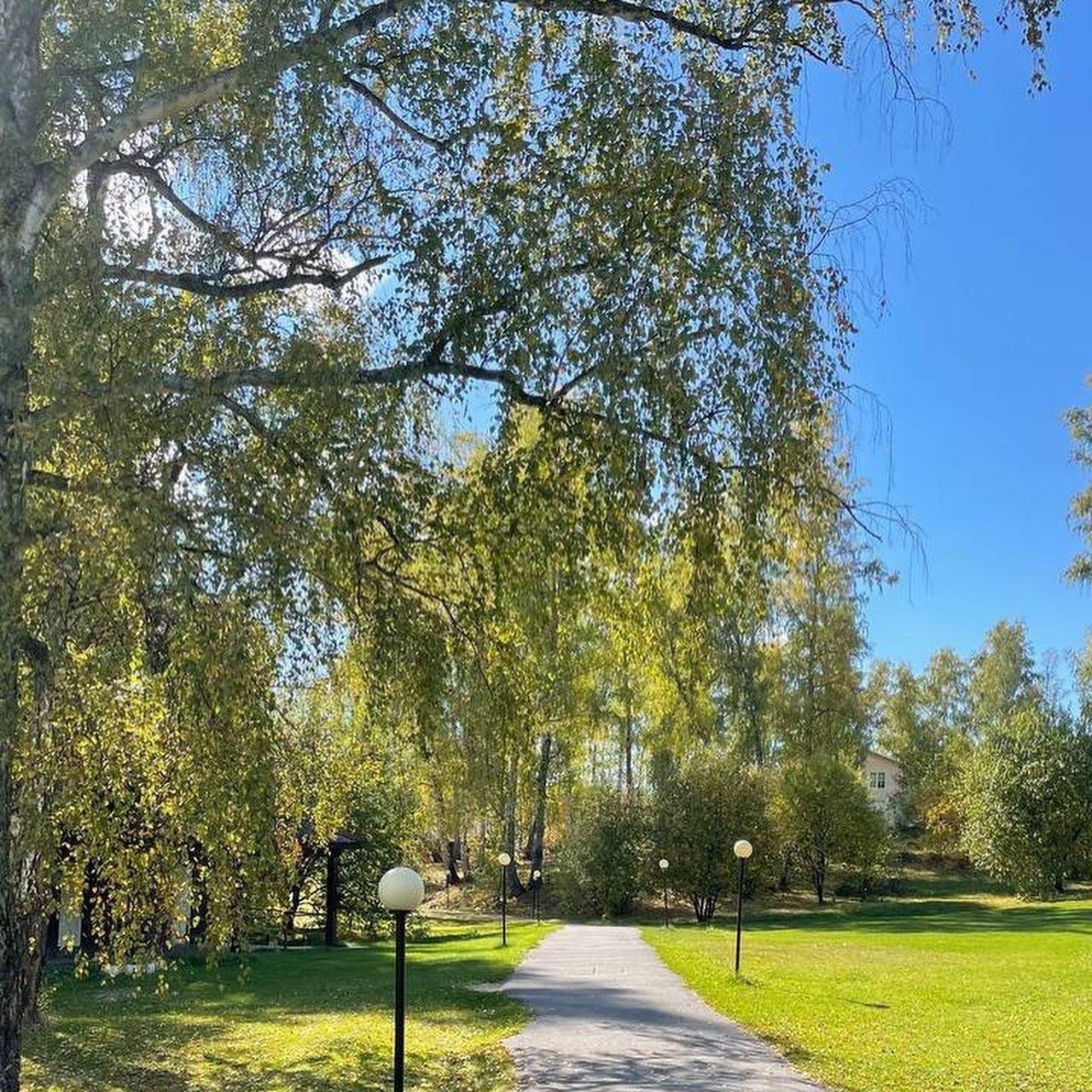 Берёзка - фото 35