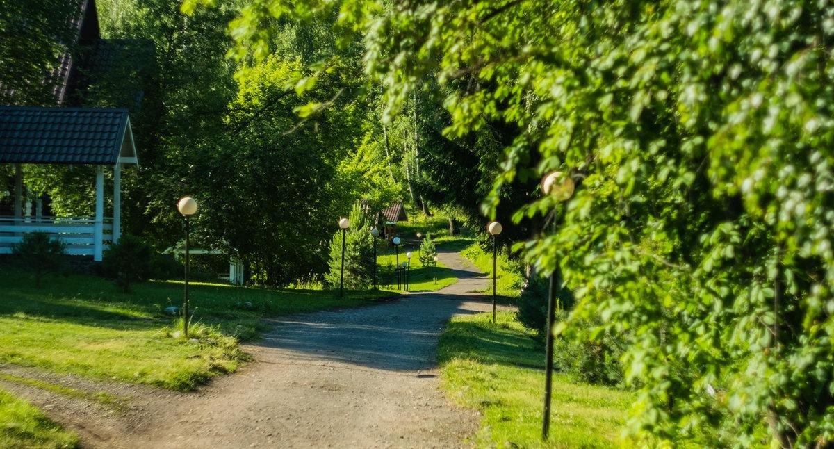 Берёзка - фото 37