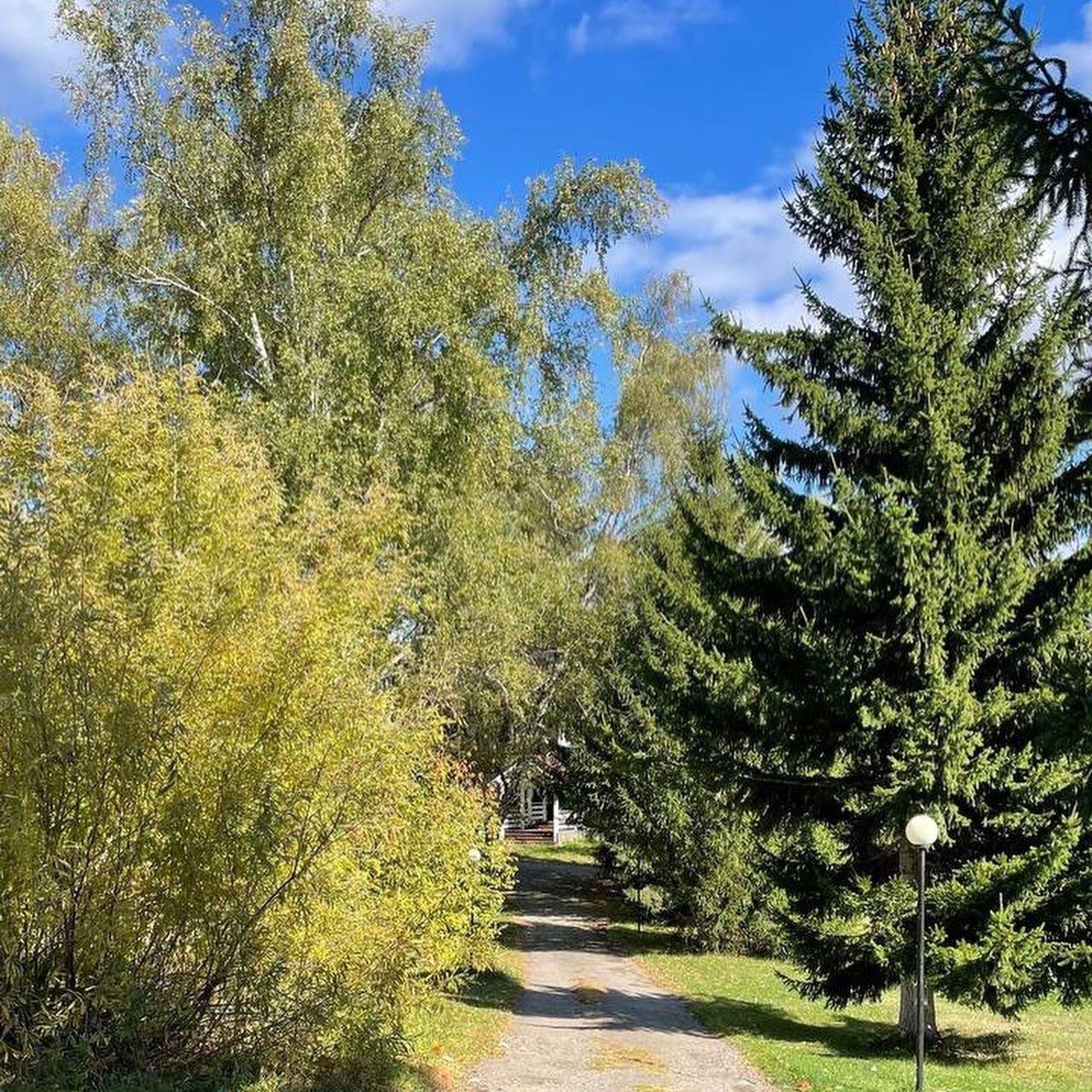 Берёзка - фото 53