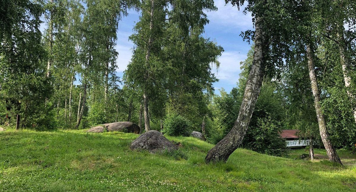 Берёзка - фото 58