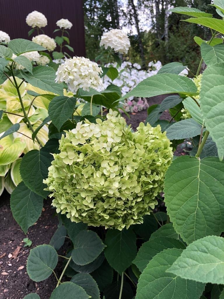 Берёзка - фото 70