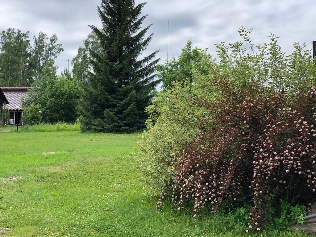 Берёзка - фото 72