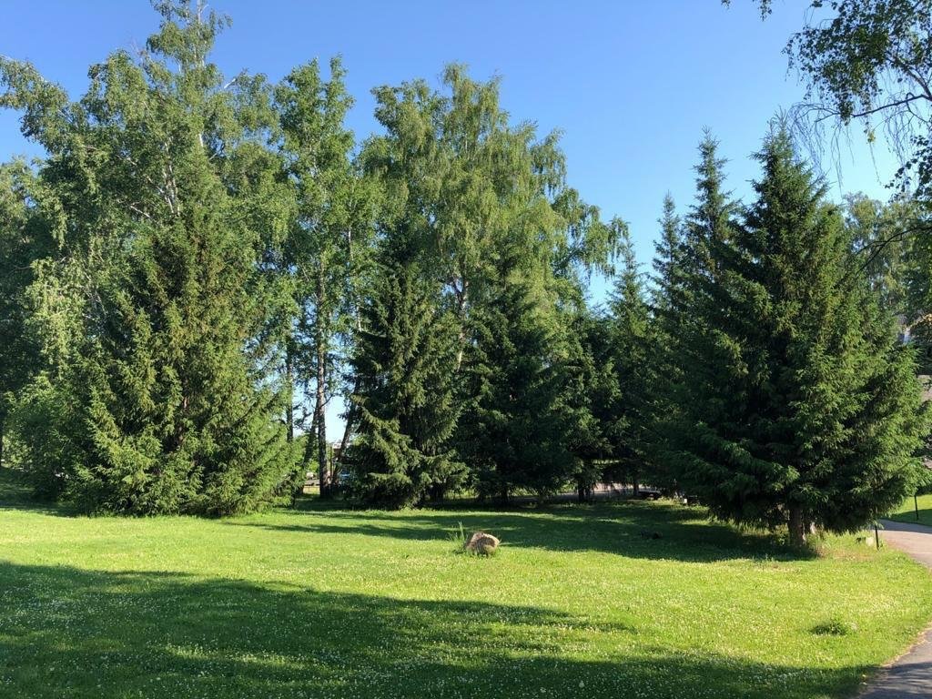 Берёзка - фото 73