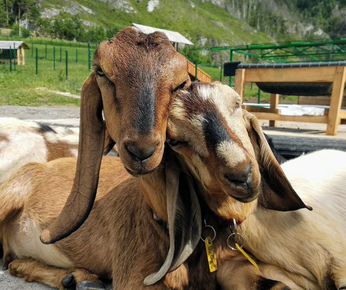 Sol Алтай - фото 93