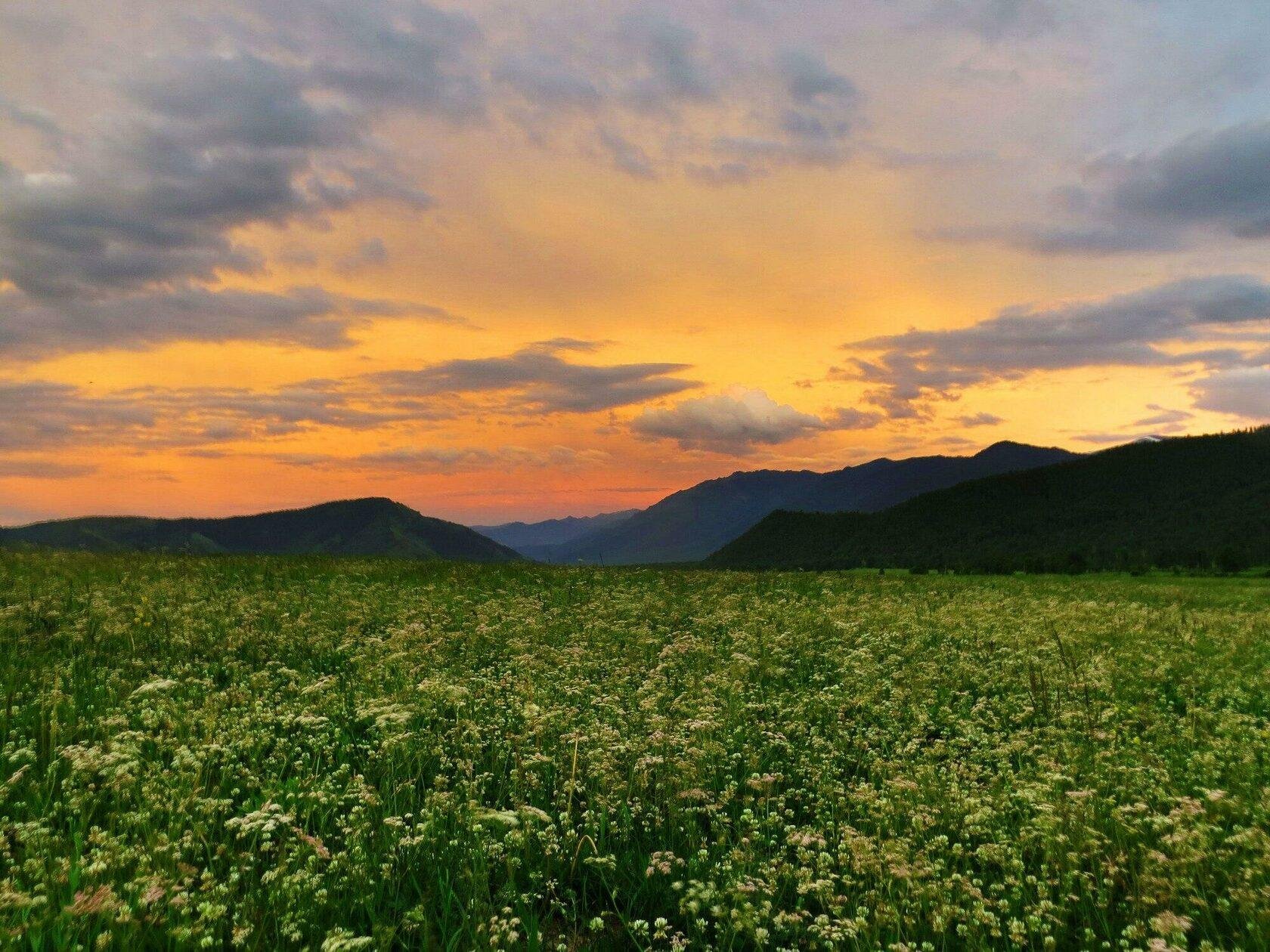 Медуница - фото 6