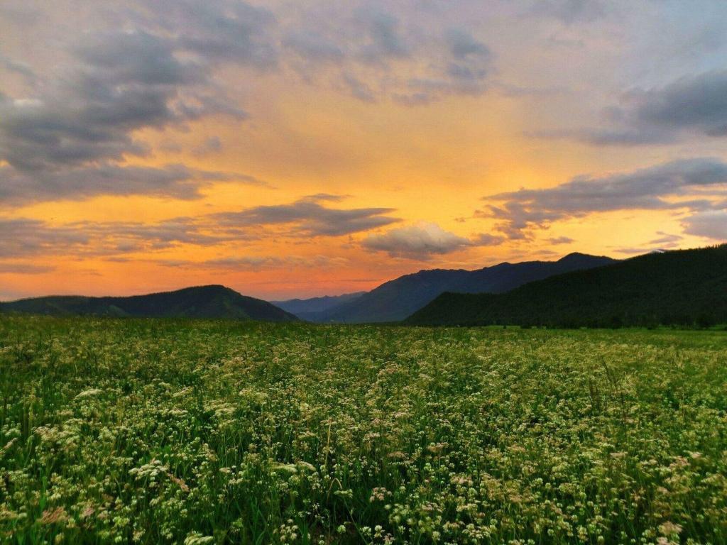 Медуница - фото 6