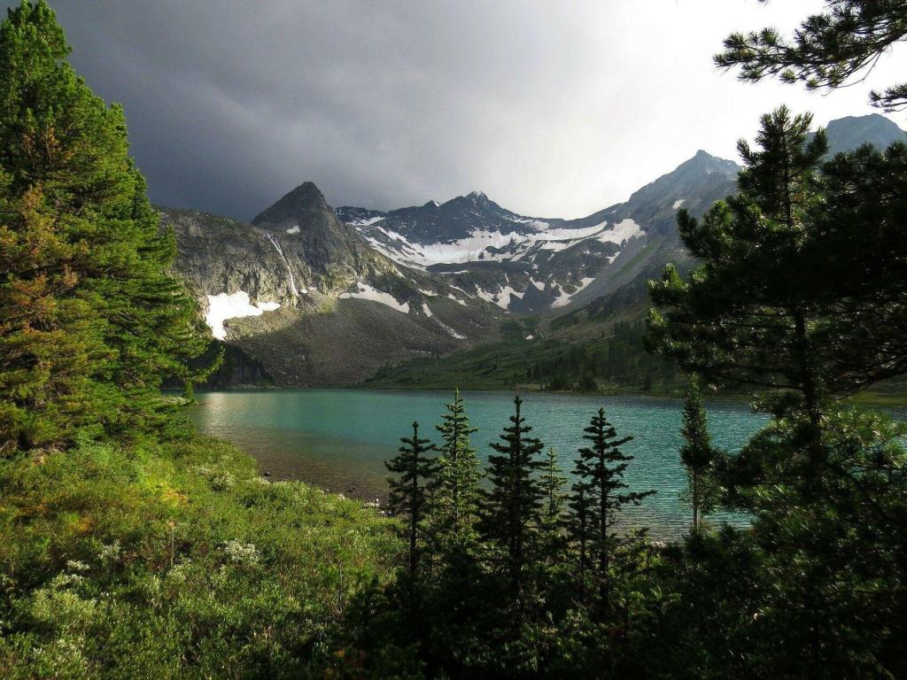 Медуница - фото 8