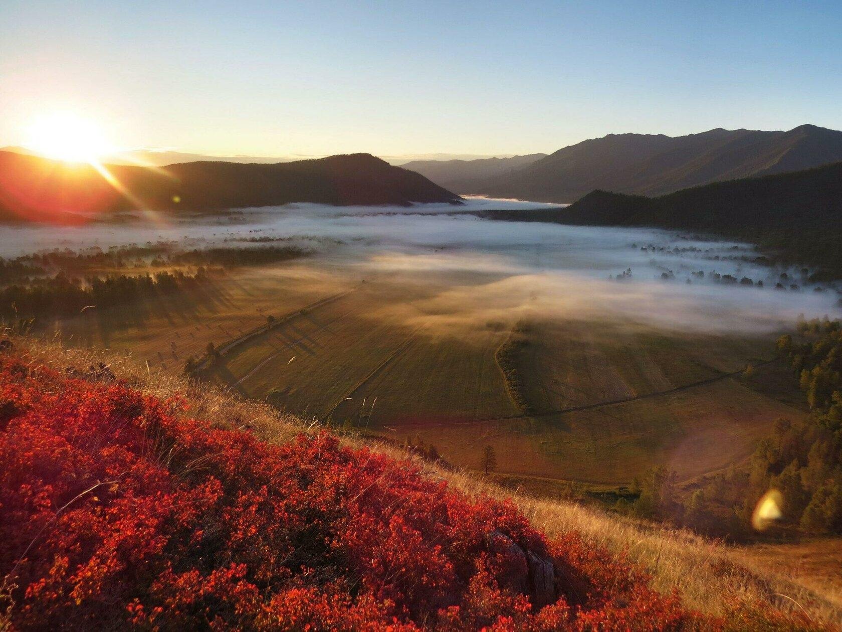 Медуница - фото 16